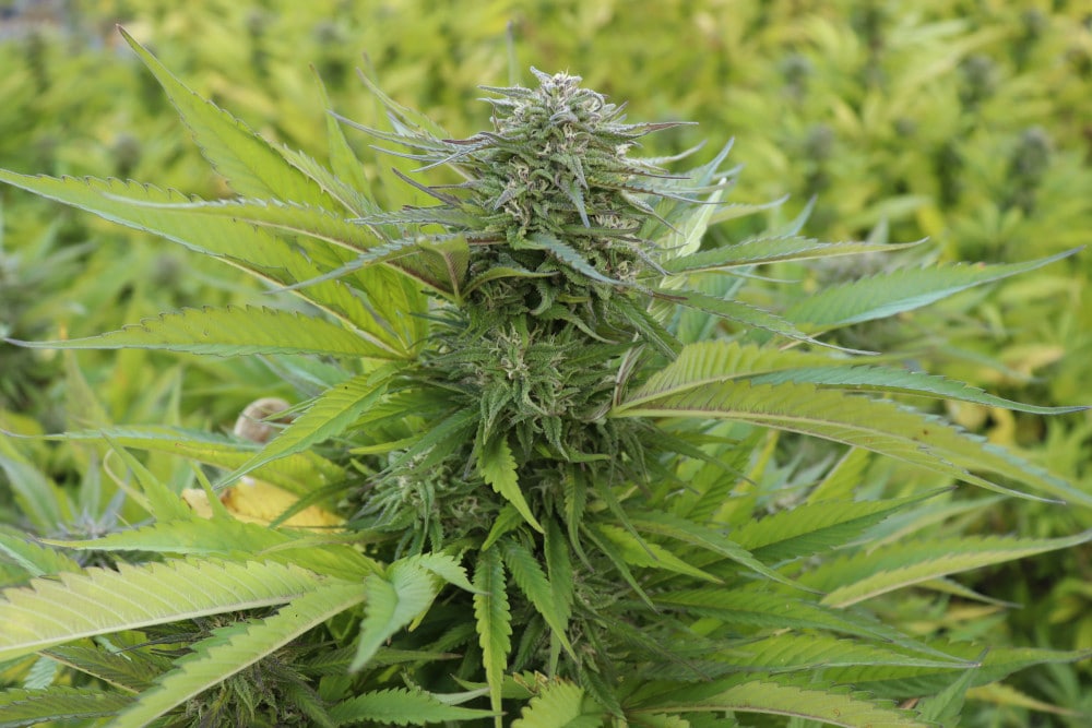 Puregene Pure CBG hemp plant in the midst of its flowering cycle