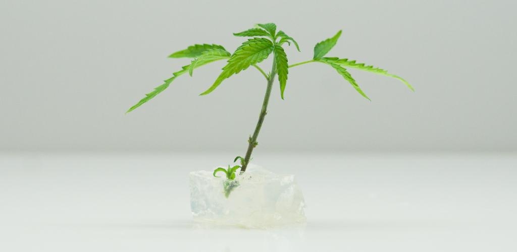 Clean Hemp Clone in Agar