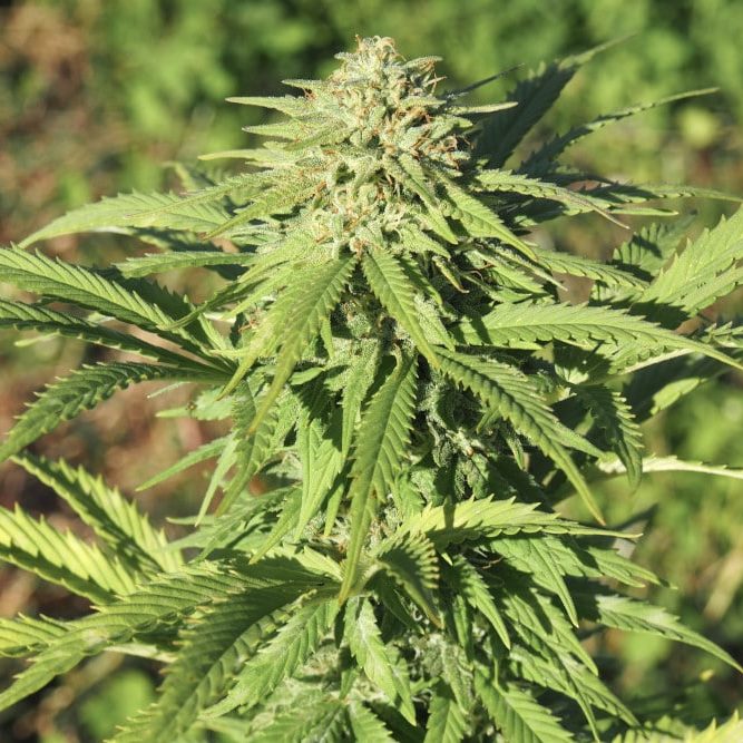 Flowering hemp plant