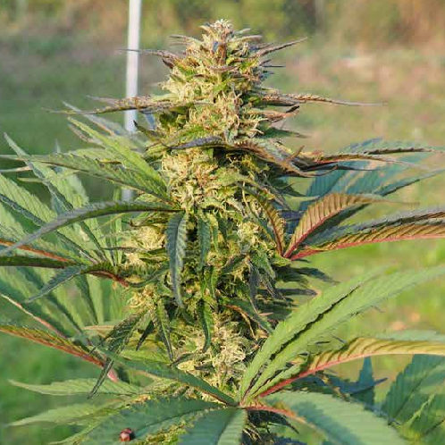 Flowering hemp plant.