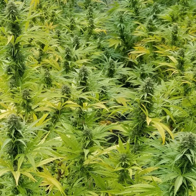 Pure_CBG_Outdoor_Seeds_3x2 Hemp plants growing in field.