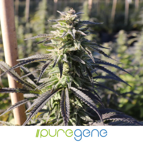 Puregene Pure CBD