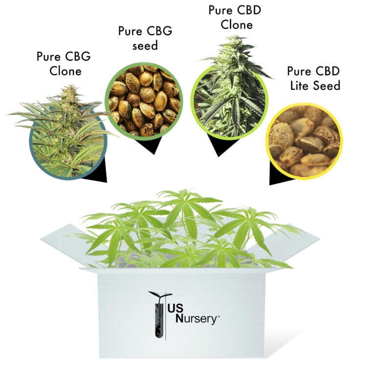 Hemp seeds and hemp flowering plants being put inside a shipping box.