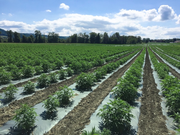 Hemp plants growign in a field.