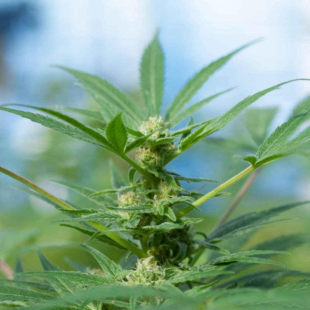 BaOx_Hemp_Clones BaOx hemp flower