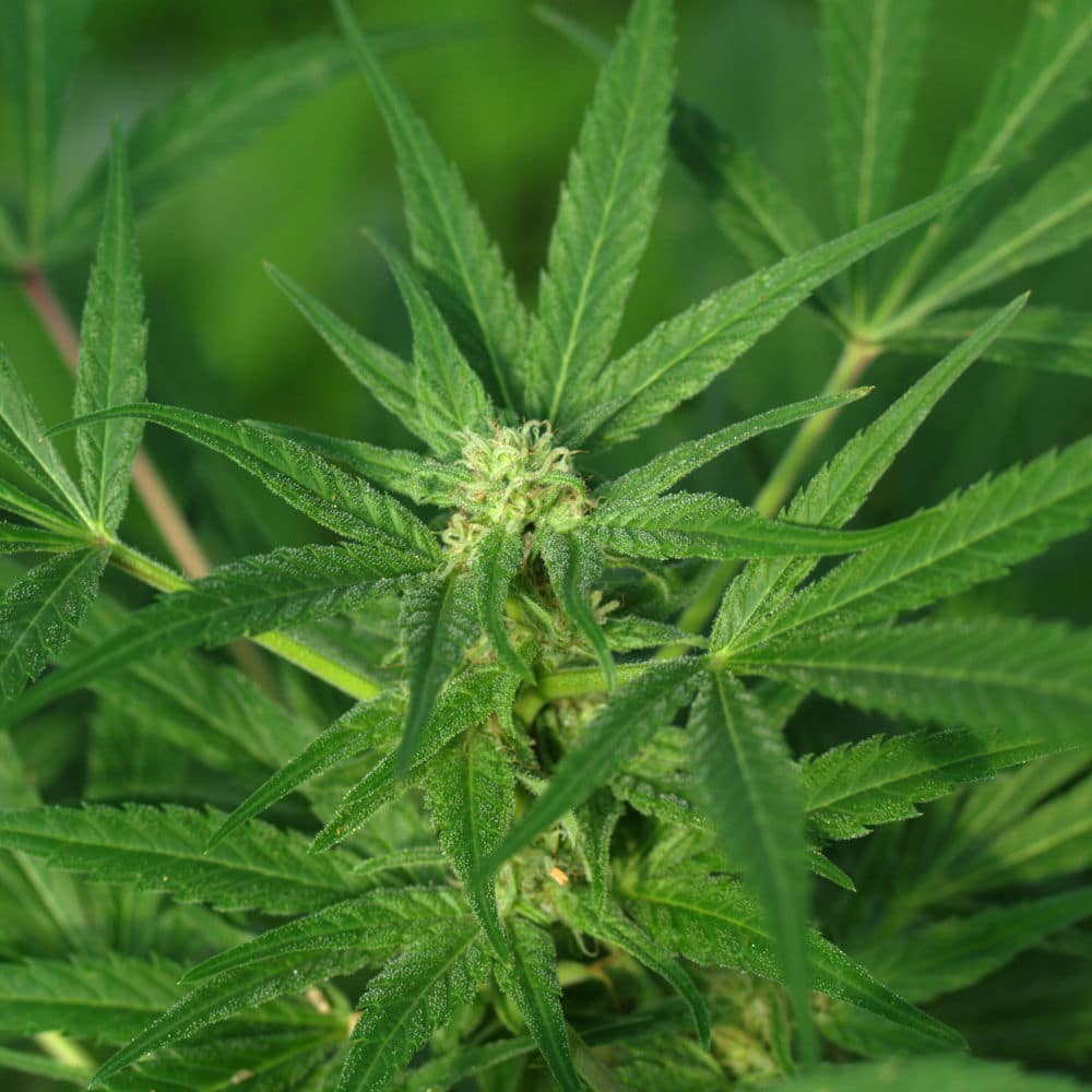 BaOx_Hemp_2 BaOx Industrial hemp variety in flower