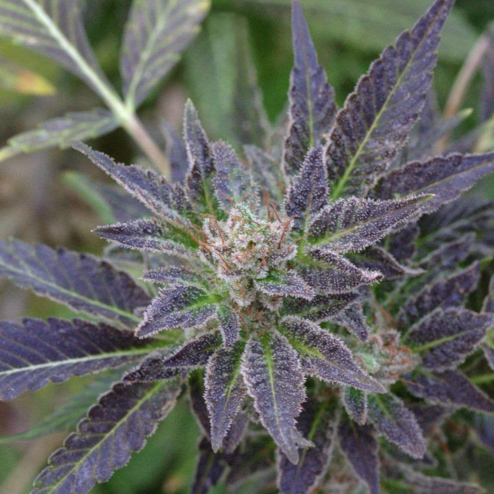 Cherry_Hemp_Variety Mature cherry hemp plant