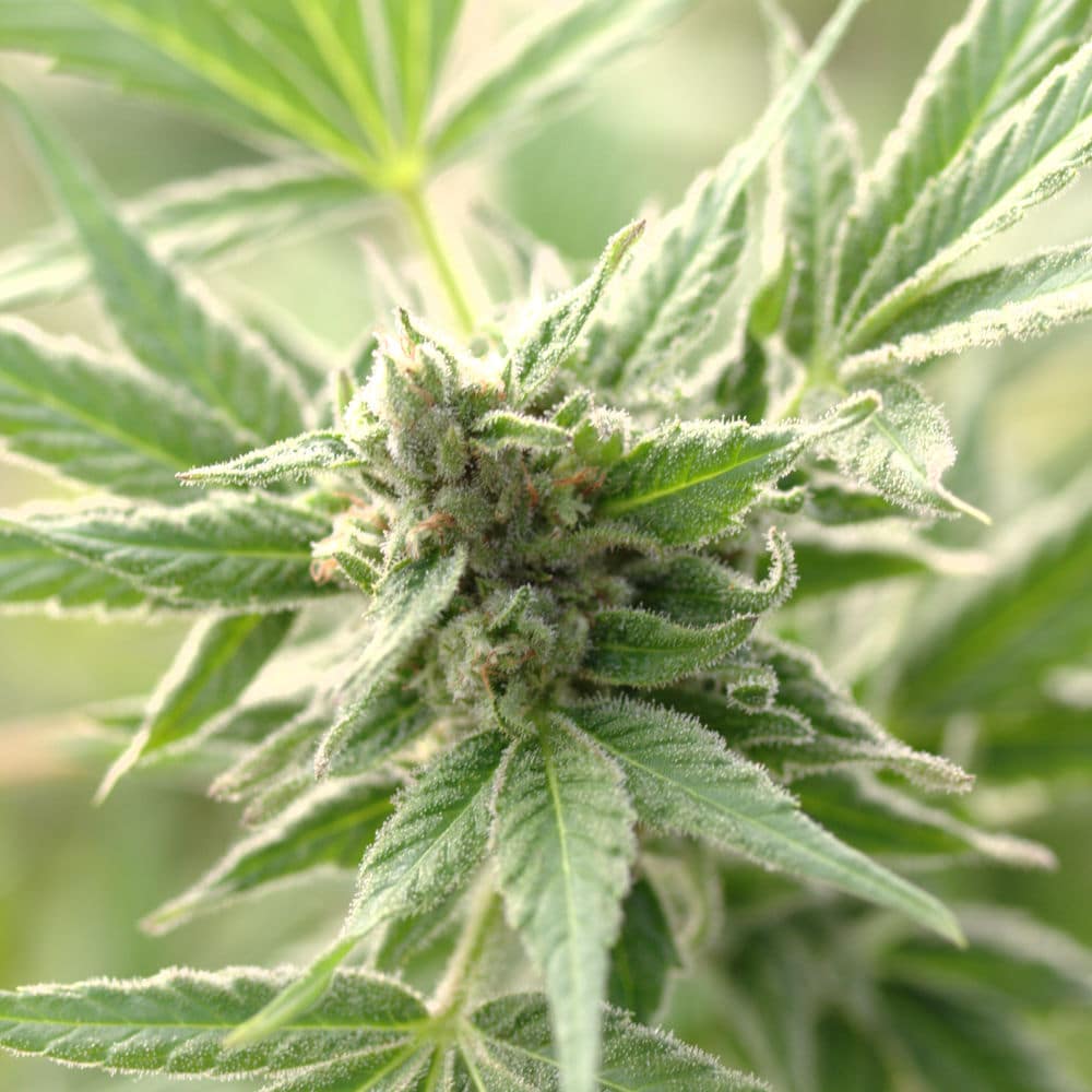 Cherry_Citrus_industrial_hemp_plant Hemp plant flowering.