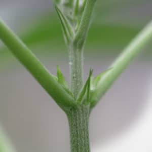 female hemp plant beginning its flowering cycle