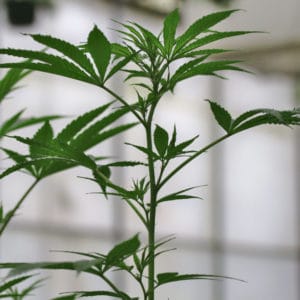 female hemp plant in pre-flower