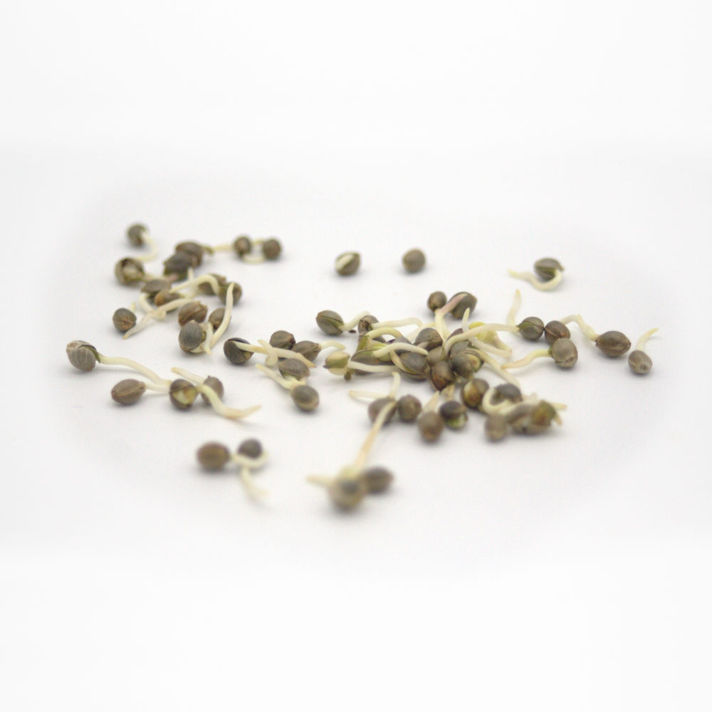Hemp seeds germinating on white background.