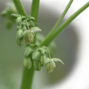 male hemp plant during the flowering cycle producing flower pods at branch nodes 