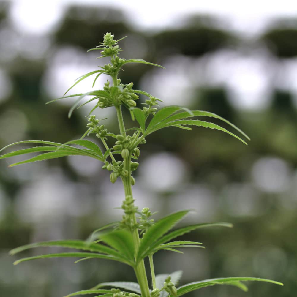 male hemp plant flowering