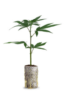 Rooted hemp cutting.