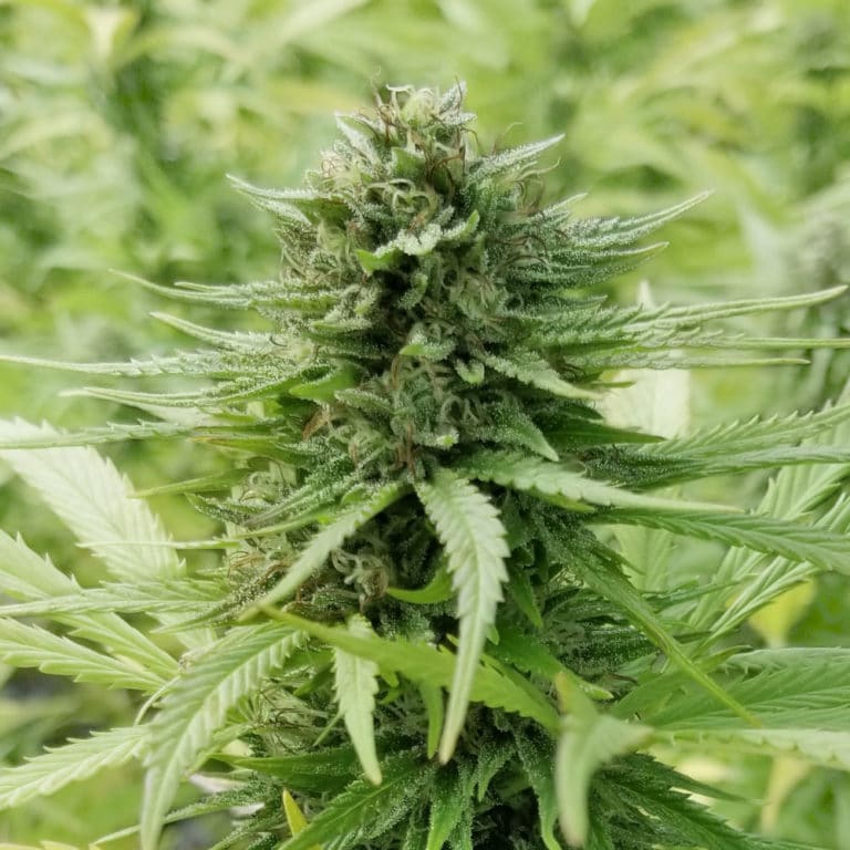 Pure CBG Feminized Hemp Seeds for Sale US Nursery