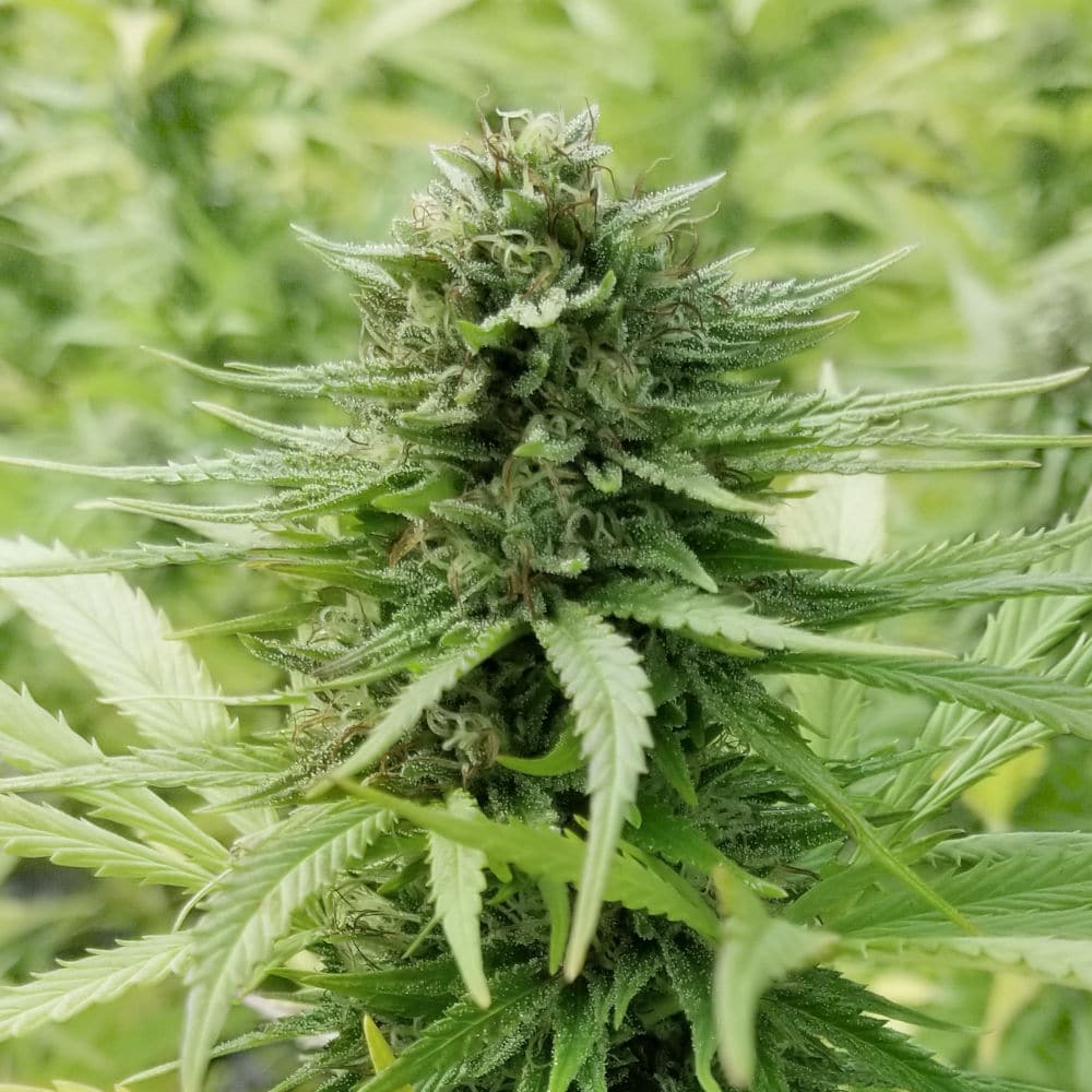 Pure CBG seed Hemp Variety1 Hemp plant flowering.