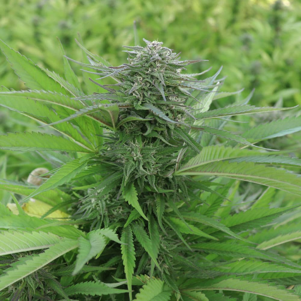 Pure CBG seed propagated hemp variety_3 Puregene Pure CBG hemp plant in the midst of its flowering cycle