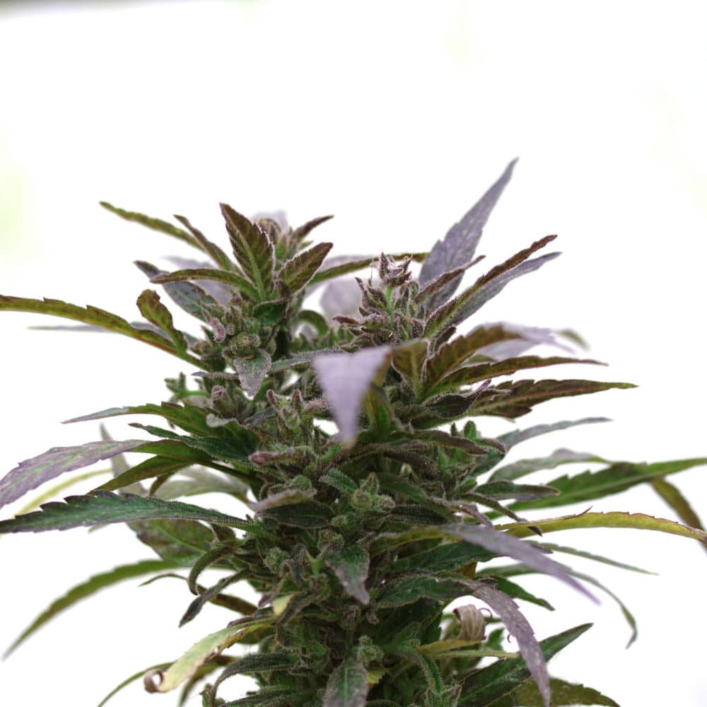 Stout_hemp_variety1 Hemp plant flowering.