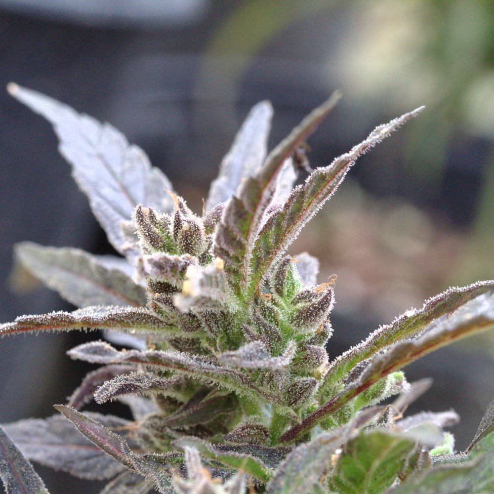 Stout_industrial_hemp2 Hemp plant flowering.