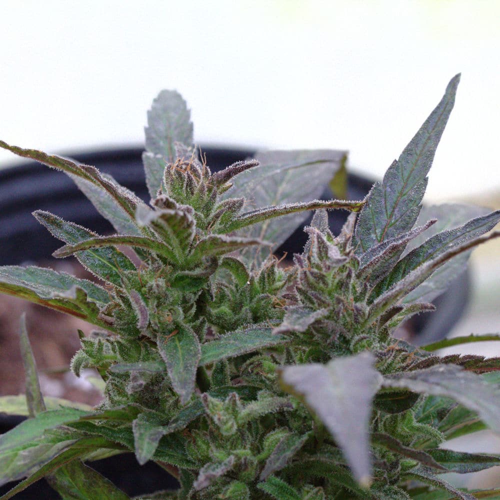 Stout_hemp_plant3 Hemp plant flowering.