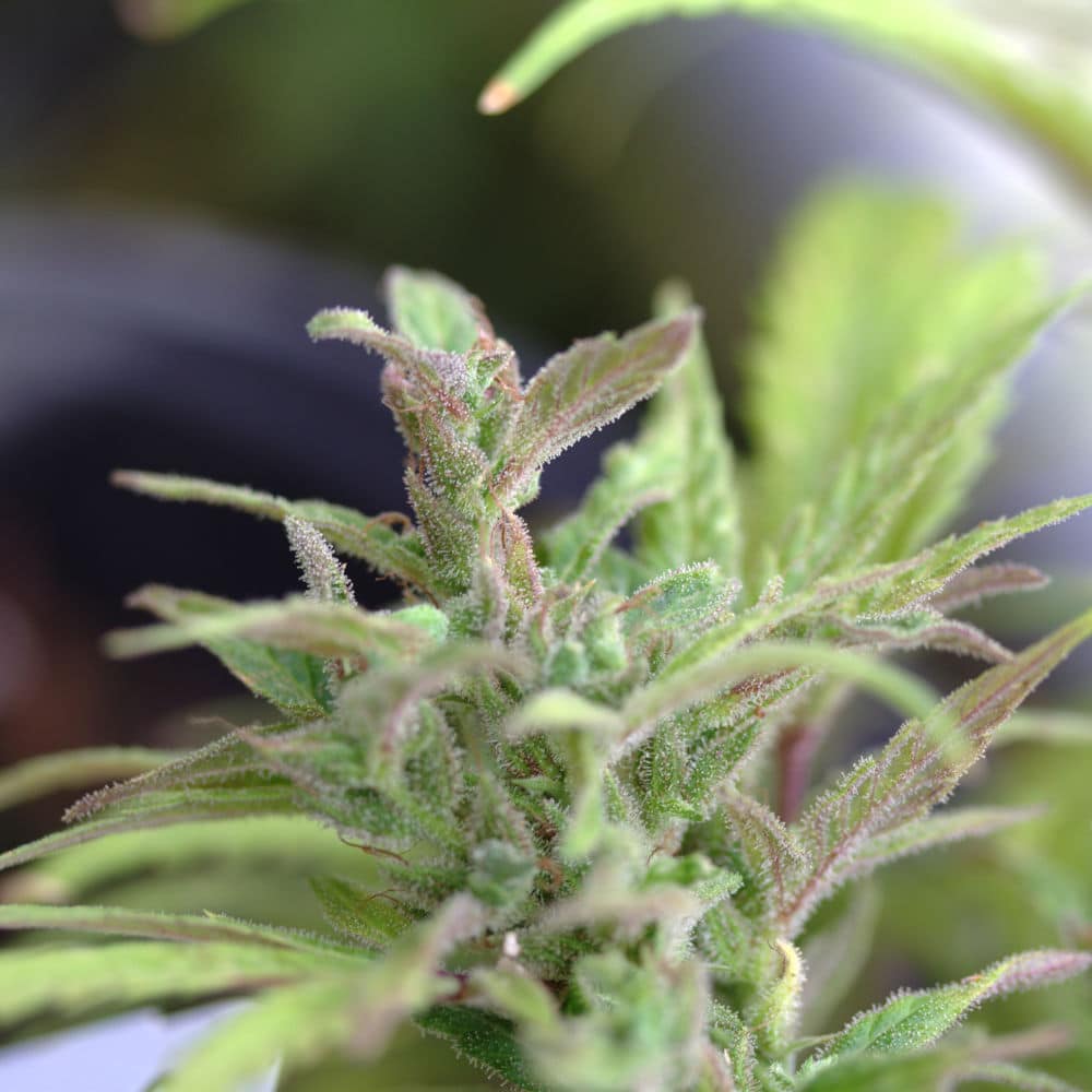 Sweetend hemp 1 Sweetened growing in greenhouse