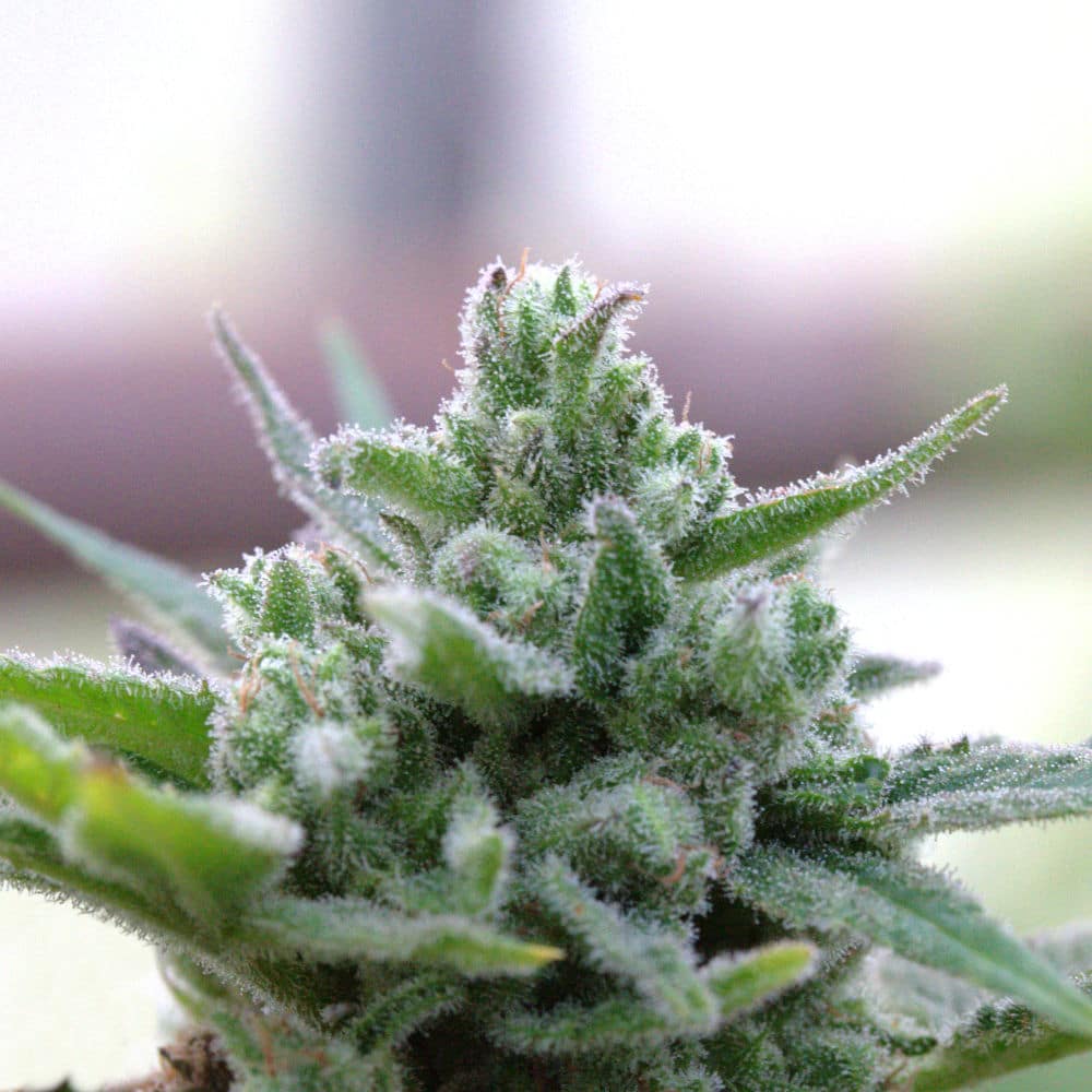 The Wife hemp flower covered in reneous trichomes