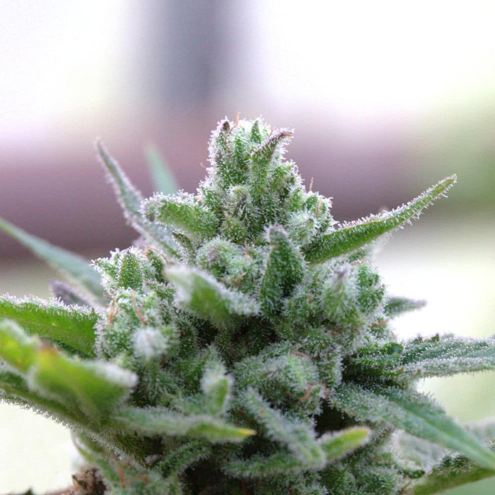 The Wife Industrial Hemp The Wife hemp flower covered in reneous trichomes