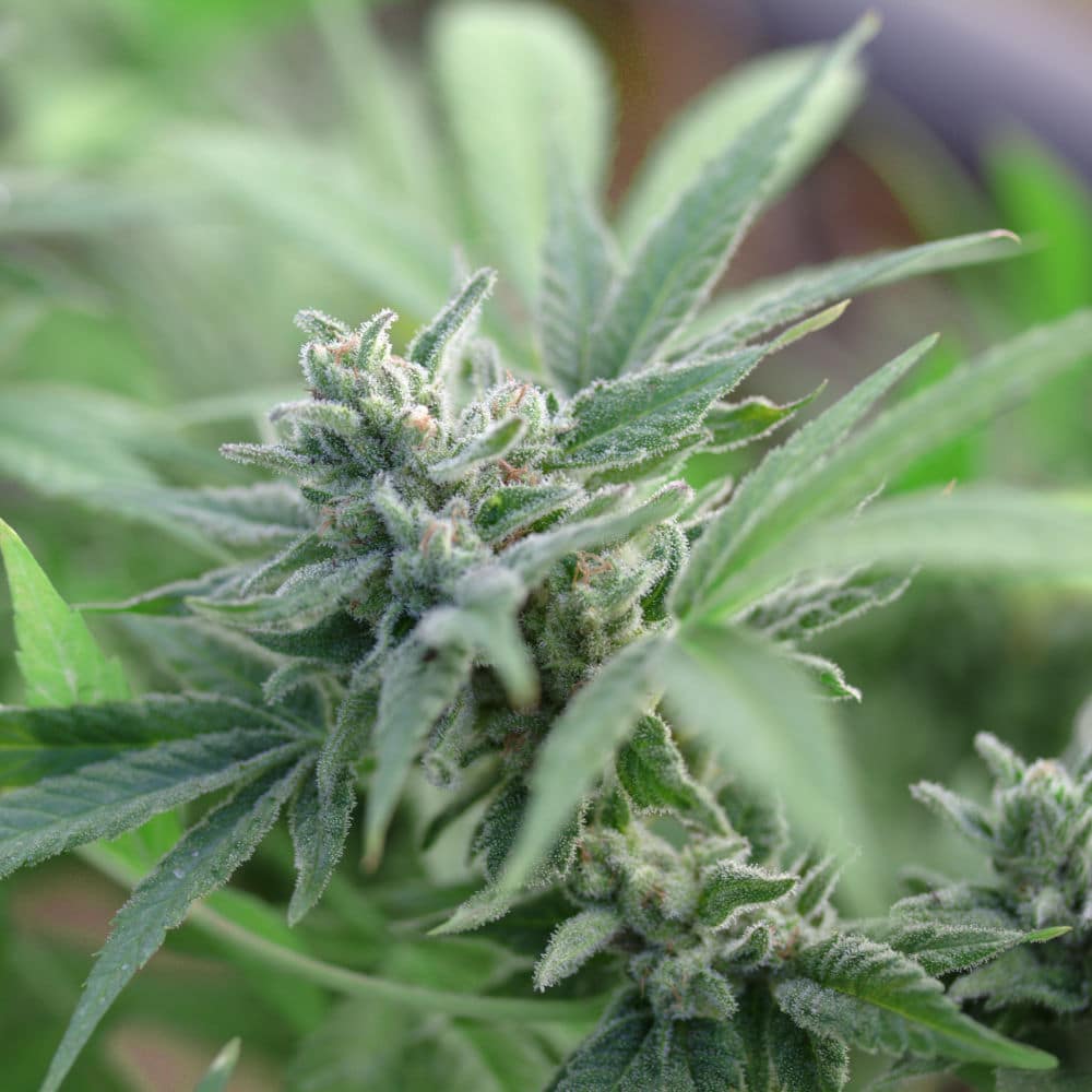 The Wife hemp 2 Wife industrial hemp mature flower