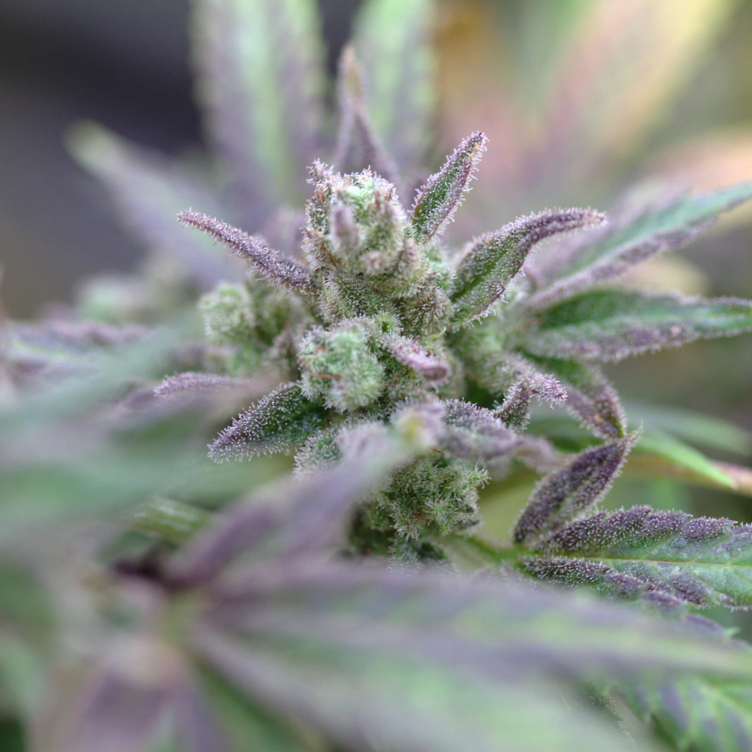 The Wife Hemp Variety 3 Wife hemp variety grown from clones flowing in field