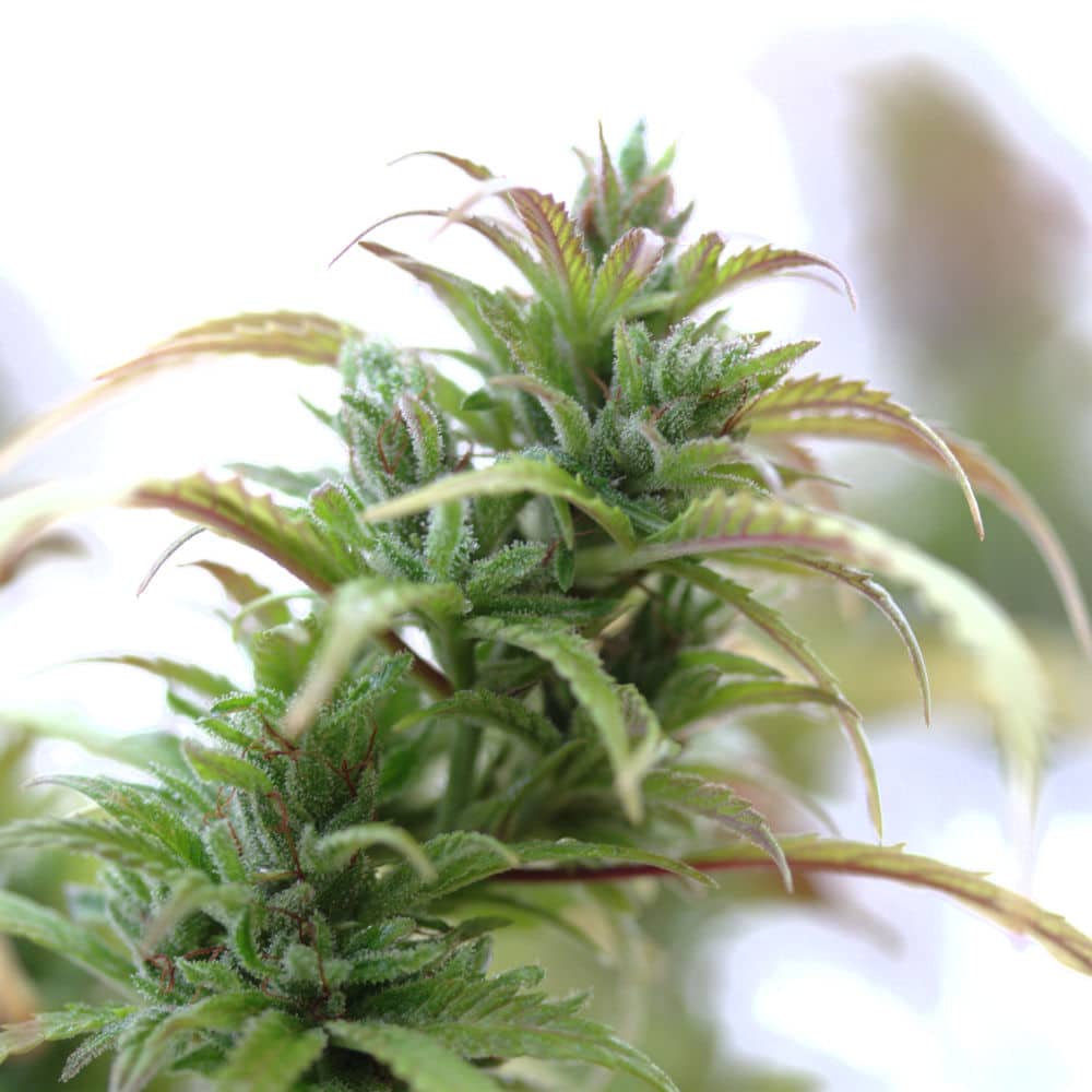 cherry cherry_industrial_hemp_2 Hemp plant flowering.