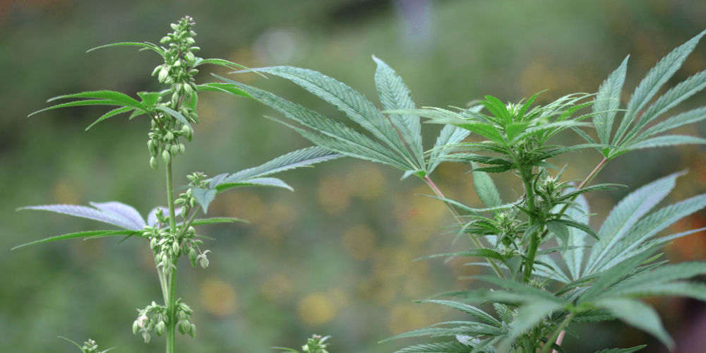 Male hemp plant (left) and female hemp plant (right).