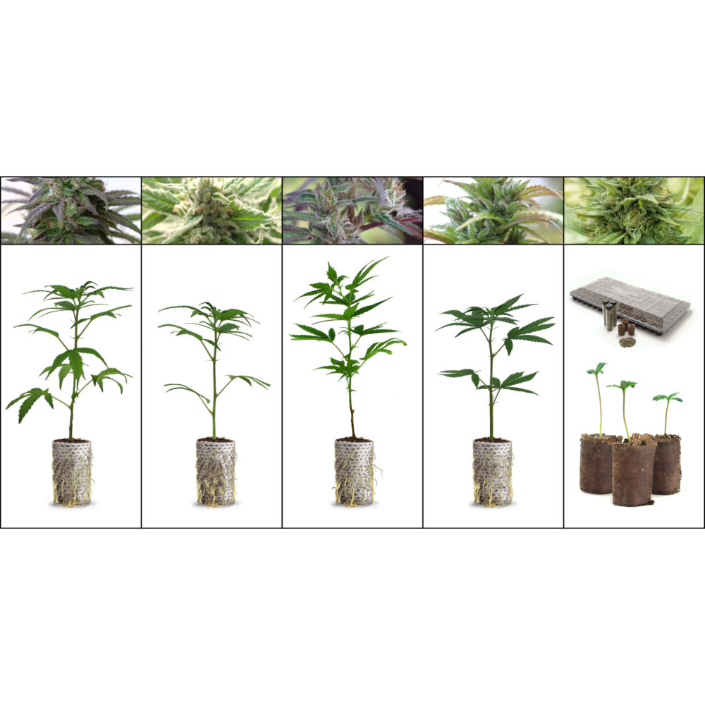Start Smart Sample Pack_Bundle_1000x1000 Rooted hemp plants and hemp seedlings.