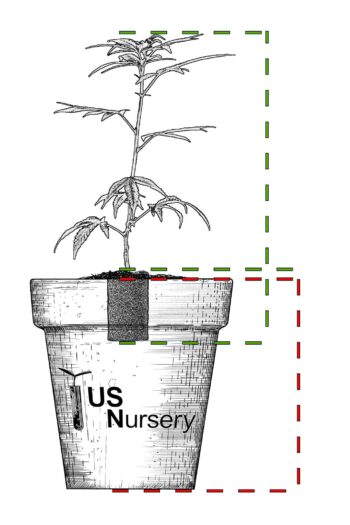 Drawing of hemp cutting in a pot.