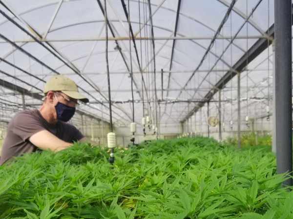 Man in mask looking at hemp plants.