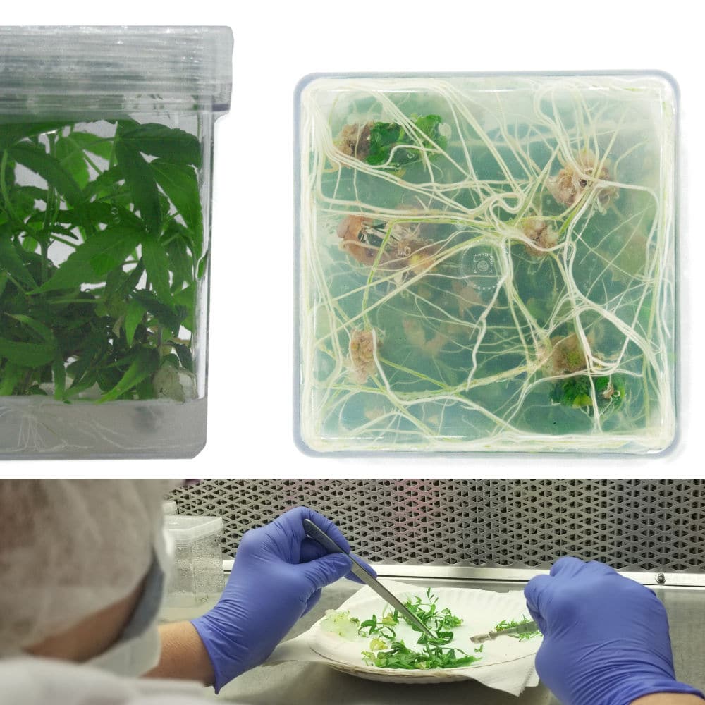 Tissue culture hemp plants in plastic box. Scientist cutting tissue culture hemp plants in flow-hood.