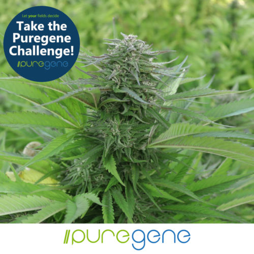Puregene Seed Challenge Pack