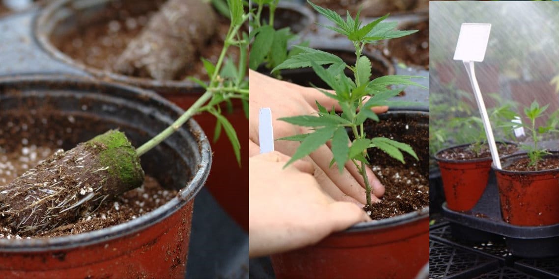 Hemp plants being planted in a pot.