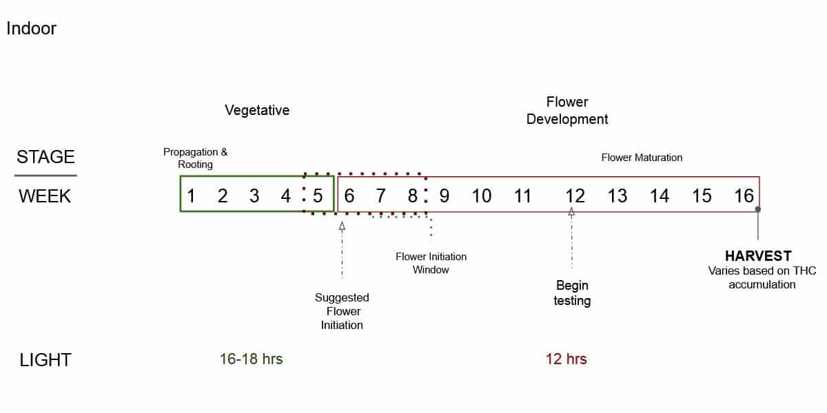 Indoor growing hemp weekly cycle from propagation to vegetative growth to flowering to harvest.