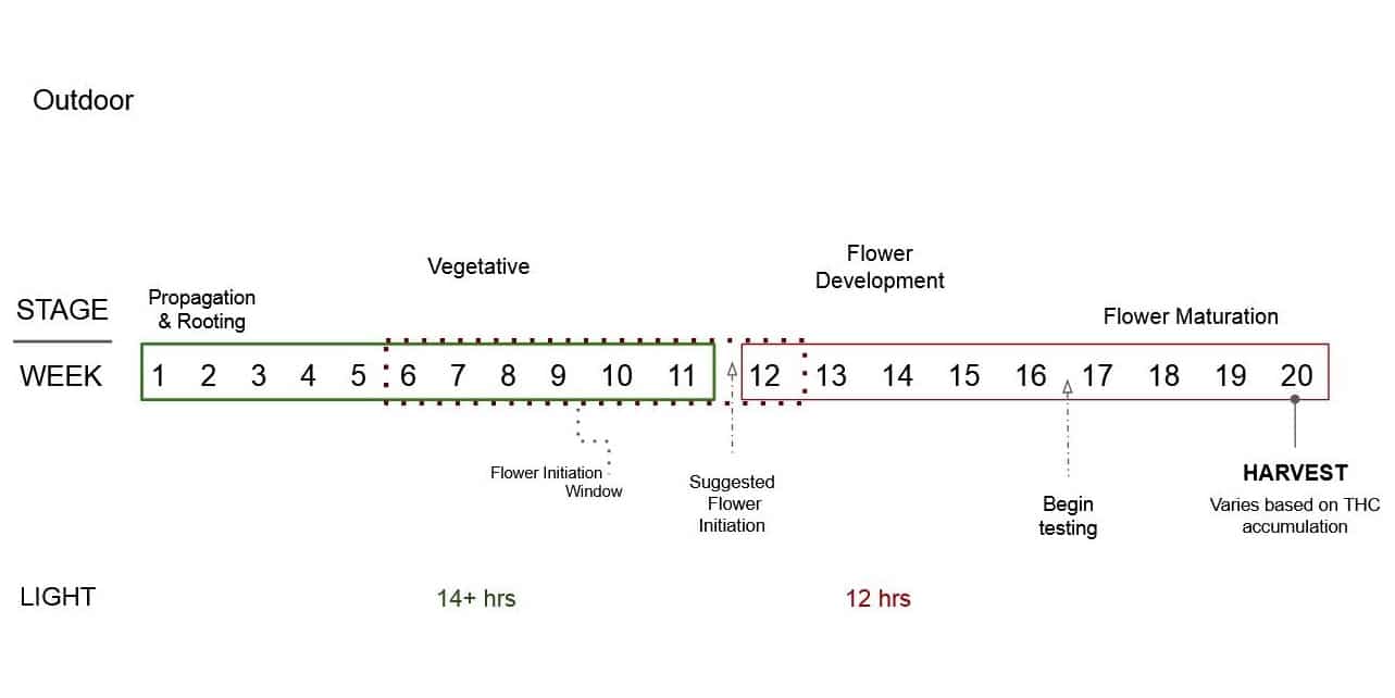 Outdoor growing hemp weekly cycle from propagation to vegetative growth to flowering to harvest.