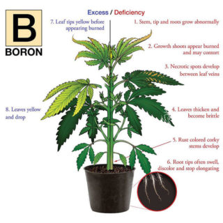 Nutrient deficiency hemp plant illustration for Boron.