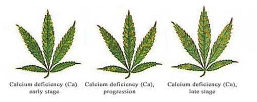 Calcium deficiency for hemp leaf.