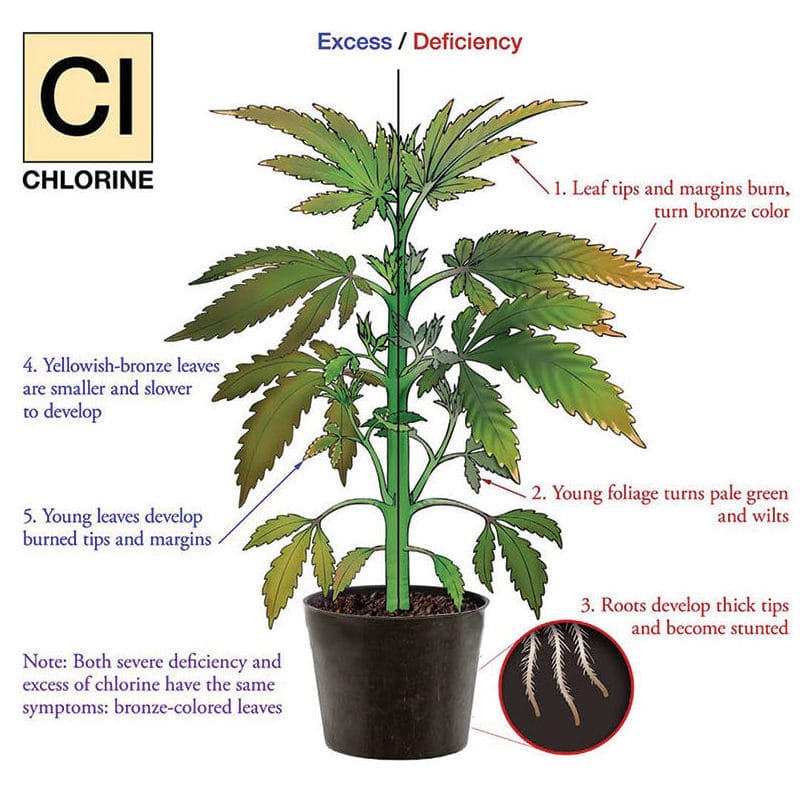 Nutrient deficiency hemp plant illustration for Chlorine.