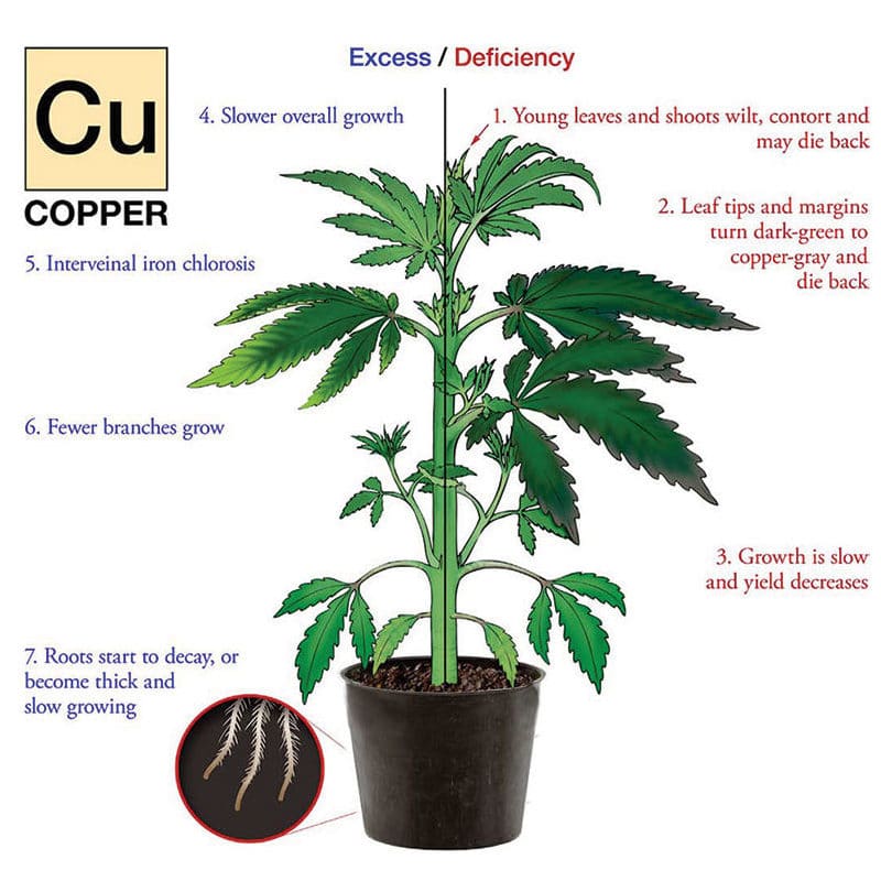 Nutrient deficiency hemp plant illustration for Copper.