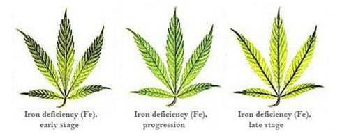 Iron deficiency for hemp leaf.