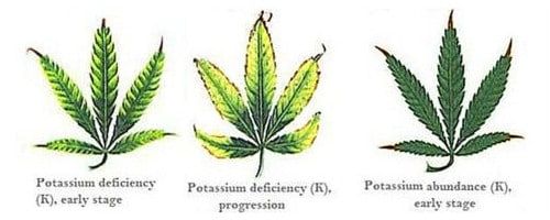 Potassium deficiency for hemp leaf.