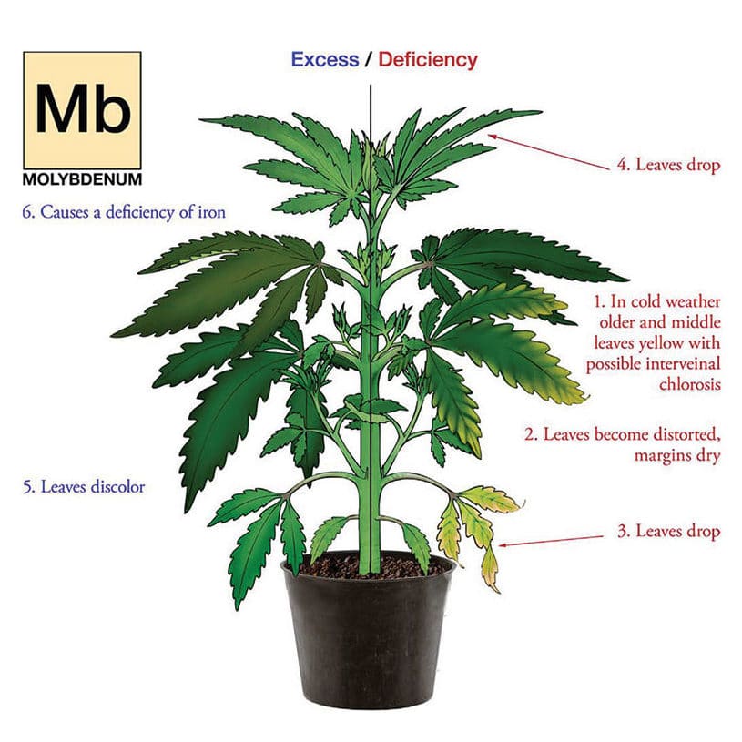 Nutrient deficiency hemp plant illustration for Molybdenum.