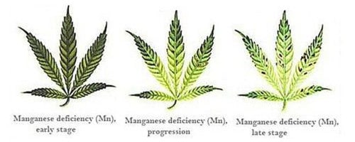 Manganese deficiency for hemp leaf.