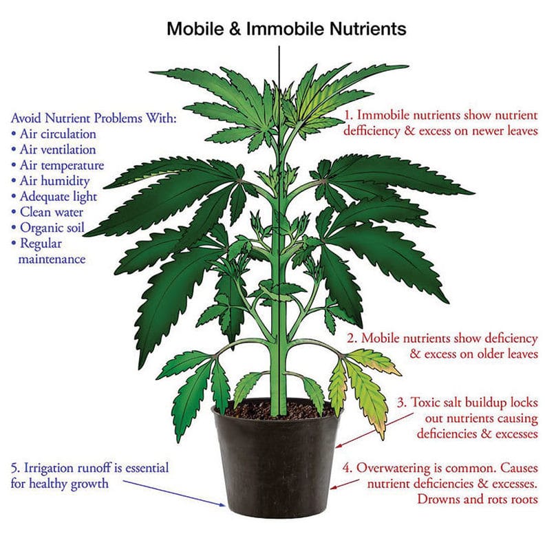 Nutrient deficiency hemp plant illustration for mobile and immobile nutrients.