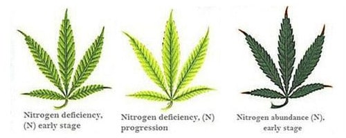 Nitrogen deficiency for hemp leaf.