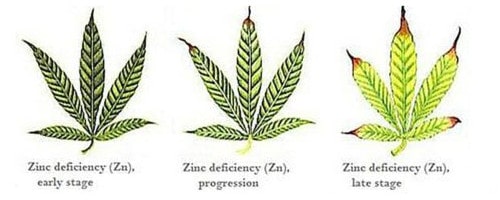 Zinc deficiency for hemp leaf.